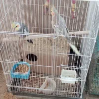 فروش عروس هلندی|پرنده|شیراز, گویم|دیوار