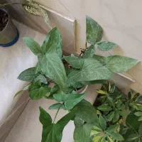 گلهای طبیعی و شاداب