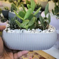 گلدان کاکتوس بزرگ سه گل عمده تک«امید دکور»|گل و گیاه طبیعی|مشهد, شهرک رازی (شهرک غرب)|دیوار