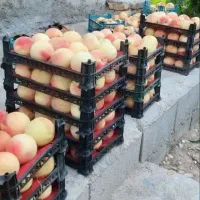 نهال هلو دماوندی درشت و اقتصادی