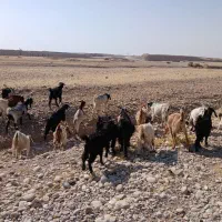 بز و بی|حیوانات مزرعه|اندیمشک, |دیوار