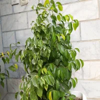 درختچه آمستل،بنجامین ابلغ و طلایی،گلدان پلاستیکی|گل و گیاه طبیعی|اسلامشهر, شهرک قائمیه|دیوار