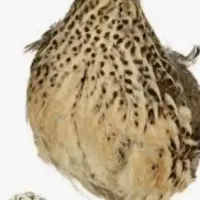 فروش دو عدد بلدرچین