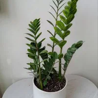 گل گلدان هدیه کادوزامفولیا آگلونما فیلدندرون فیکوس