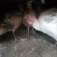 بوقلمون ماده تخمی|حیوانات مزرعه|بم, |دیوار