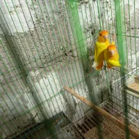 فروش جفت کله نارنجی