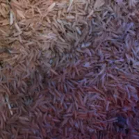 بذر فجر ۷۵روزه