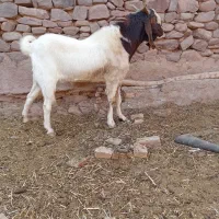 نربز پاکستانی|حیوانات مزرعه|تربتحیدریه, آبشار|دیوار