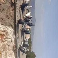 پرنده کبوتر بوم