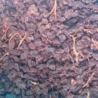 مویز وکشمش بیضا