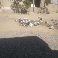 پرنده فروشی