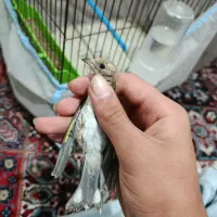 جوجه سهره معاوضه با کفتر