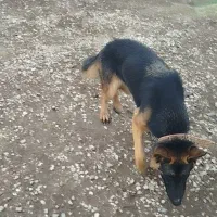 ژرمن ماده|سگ|گنبد کاووس, |دیوار