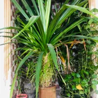 گل پاندانوس