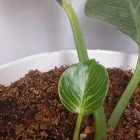 گل فیلندرون برکین