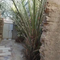 منزل‌اجاره‌ای|اجارهٔ خانه و ویلا|سراوان, |دیوار