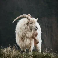 فروش گوسفند زنده کهره و بره ه|حیوانات مزرعه|شیراز, کفترک|دیوار