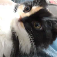 ۱میلیون ۱۰۰ همراه وسیله