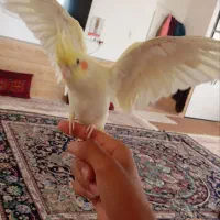عروس هلندی لویتنو کوتوله قناری
