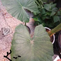 چندمدل گل طبیعی همه سالم ریشه دار|گل و گیاه طبیعی|رشت, نیروی دریایی|دیوار