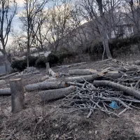 خریدار انواع چوب درختی