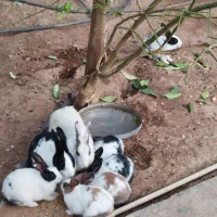 6عدد خرگوش بالغ