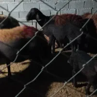 ۸راس میش قزل افشار بره دار