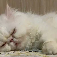 گربه پرشین|گربه|کرمانشاه, |دیوار