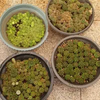 خزانه کاکتوس ژمینو