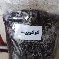 حلزون کوکوپیت|خزنده|ورامین, ورامین|دیوار