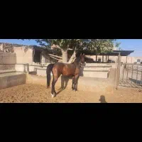 کره نریان خالص کرد سرودم گیرمدرک دار و شجره دار