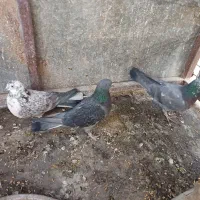 سه تا سیصد|پرنده|خمینی‌شهر, |دیوار