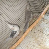 عروس هلندی مولد وبشرط بندر کنگ