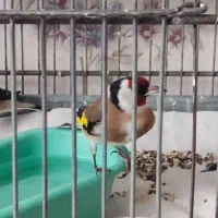 سهرهای پاییزه همه رخ بلند بخون نشون دار