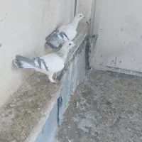 شامی|پرنده|قزوین, |دیوار