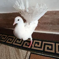 کفتر دم چتری