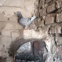 سبز شاهپر ماده