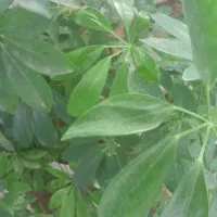 گلهای زیباو سرحال،همه نوع گل موجود است.|گل و گیاه طبیعی|شاهرود, |دیوار