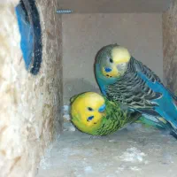 فروش تعدادی جفت مرغ عشق مولد