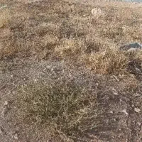 زمین در محمدیه ۱۰