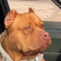پیتبول امریکن