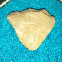 سنگ فسیل
