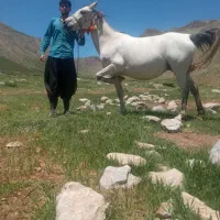 چهاربا برا فروش
