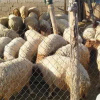 فروش بره و بزغاله|حیوانات مزرعه|آبدانان, |دیوار