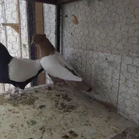 سینه سیاه سینه زرد هردوتانر|پرنده|تربت جام, شاد|دیوار