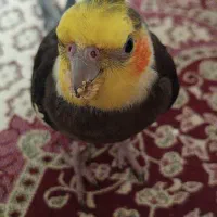 گمشده