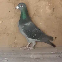 کبوتر پلاکی|پرنده|فلاورجان, |دیوار