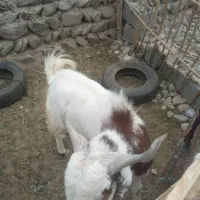 نر بز|حیوانات مزرعه|دامن, |دیوار