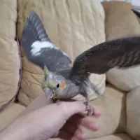 عروس هلندی دستی نر و ماده سخنگو