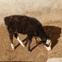 گوساله سیمینتال|حیوانات مزرعه|زاغه, |دیوار